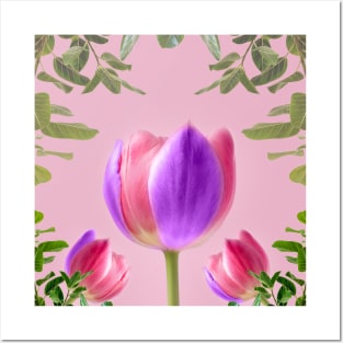 Tulip with purple color leaves Posters and Art